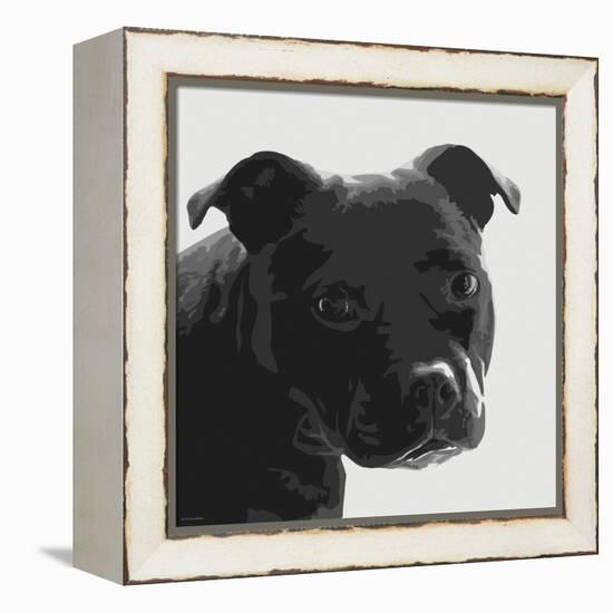 Staffordshire Bull-Emily Burrowes-Framed Stretched Canvas