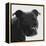 Staffordshire Bull-Emily Burrowes-Framed Stretched Canvas