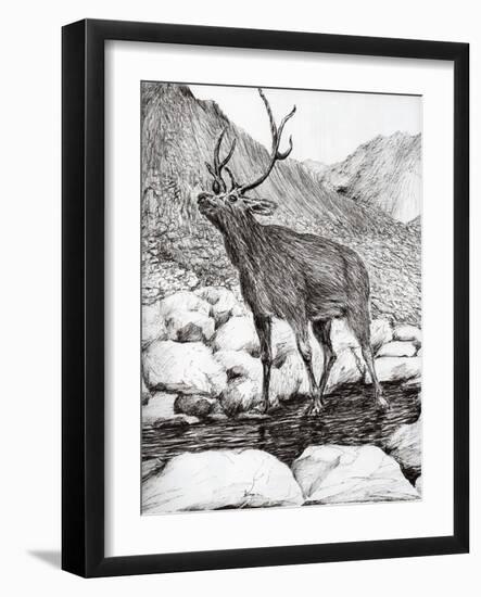 Stag, 2011-Vincent Alexander Booth-Framed Giclee Print