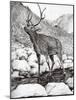 Stag, 2011-Vincent Alexander Booth-Mounted Giclee Print