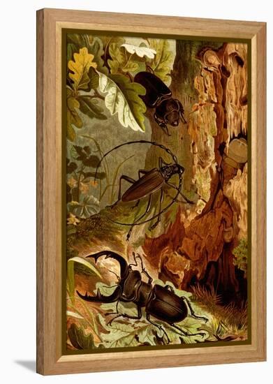 Stag and Longhorn Beetles-F.W. Kuhnert-Framed Stretched Canvas