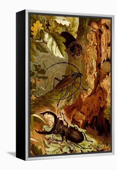 Stag and Longhorn Beetles-F.W. Kuhnert-Framed Stretched Canvas