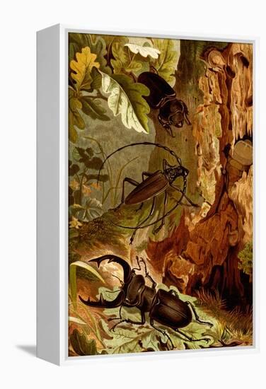 Stag and Longhorn Beetles-F.W. Kuhnert-Framed Stretched Canvas