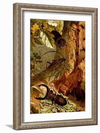 Stag and Longhorn Beetles-F.W. Kuhnert-Framed Art Print