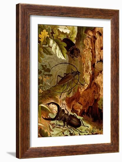 Stag and Longhorn Beetles-F.W. Kuhnert-Framed Art Print