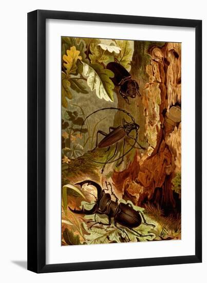 Stag and Longhorn Beetles-F.W. Kuhnert-Framed Art Print