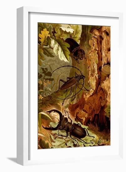 Stag and Longhorn Beetles-F.W. Kuhnert-Framed Art Print