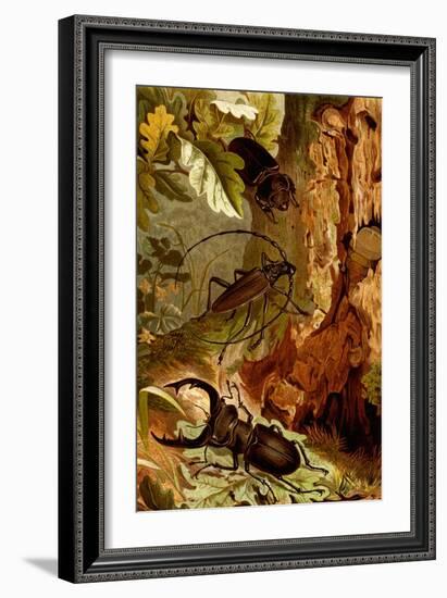 Stag and Longhorn Beetles-F.W. Kuhnert-Framed Art Print