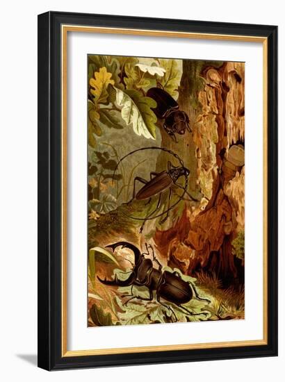 Stag and Longhorn Beetles-F.W. Kuhnert-Framed Art Print