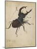 Stag Beetle, 1505-Albrecht Dürer or Duerer-Mounted Giclee Print