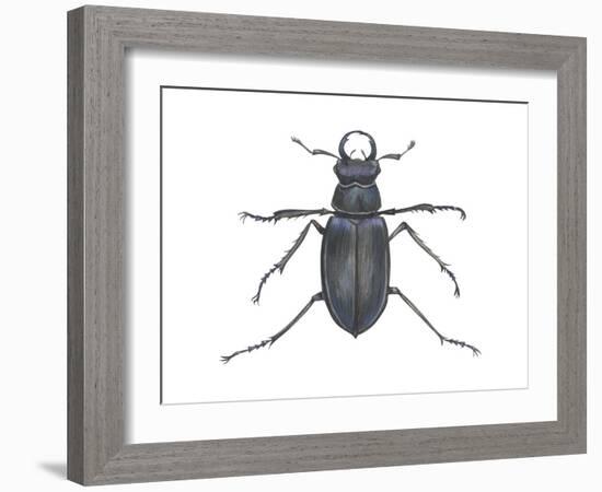 Stag Beetle (Lucanus Capreolus), Insects-Encyclopaedia Britannica-Framed Art Print