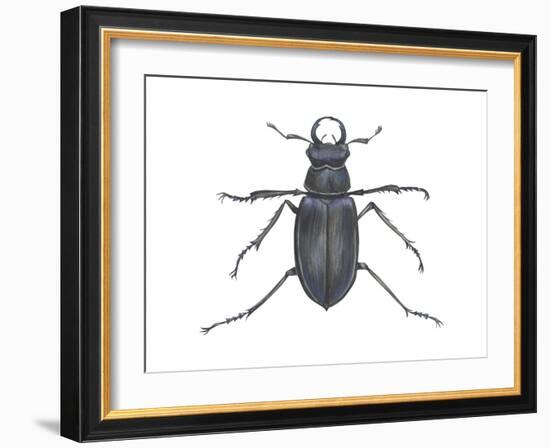 Stag Beetle (Lucanus Capreolus), Insects-Encyclopaedia Britannica-Framed Art Print