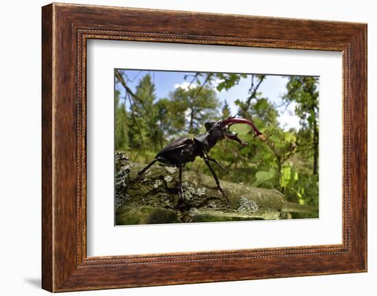 Stag Beetle (Lucanus Cervus) Male on Oak Tree. Elbe, Germany, June-Solvin Zankl-Framed Photographic Print