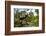 Stag Beetle (Lucanus Cervus) Male on Oak Tree. Elbe, Germany, June-Solvin Zankl-Framed Photographic Print