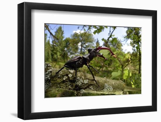 Stag Beetle (Lucanus Cervus) Male on Oak Tree. Elbe, Germany, June-Solvin Zankl-Framed Photographic Print