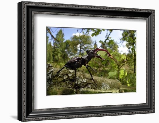 Stag Beetle (Lucanus Cervus) Male on Oak Tree. Elbe, Germany, June-Solvin Zankl-Framed Photographic Print