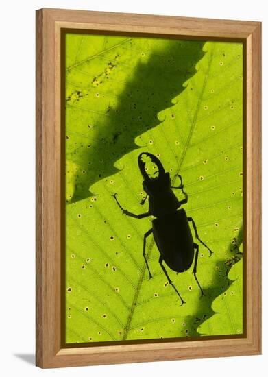 Stag Beetle (Lucanus Cervus) Male Silhouetted Against Leaf, Controlled Conditions-Adrian Davies-Framed Premier Image Canvas