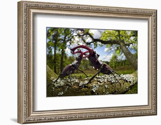 Stag beetle (Lucanus cervus) males fighting on oak tree branch, Elbe, Germany, June-Solvin Zankl-Framed Photographic Print