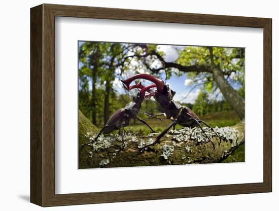 Stag beetle (Lucanus cervus) males fighting on oak tree branch, Elbe, Germany, June-Solvin Zankl-Framed Photographic Print