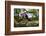 Stag beetle (Lucanus cervus) males fighting on oak tree branch, Elbe, Germany, June-Solvin Zankl-Framed Photographic Print