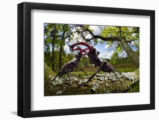 Stag beetle (Lucanus cervus) males fighting on oak tree branch, Elbe, Germany, June-Solvin Zankl-Framed Photographic Print