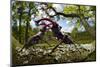 Stag beetle (Lucanus cervus) males fighting on oak tree branch, Elbe, Germany, June-Solvin Zankl-Mounted Photographic Print