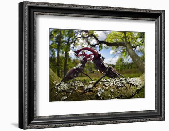 Stag beetle (Lucanus cervus) males fighting on oak tree branch, Elbe, Germany, June-Solvin Zankl-Framed Photographic Print