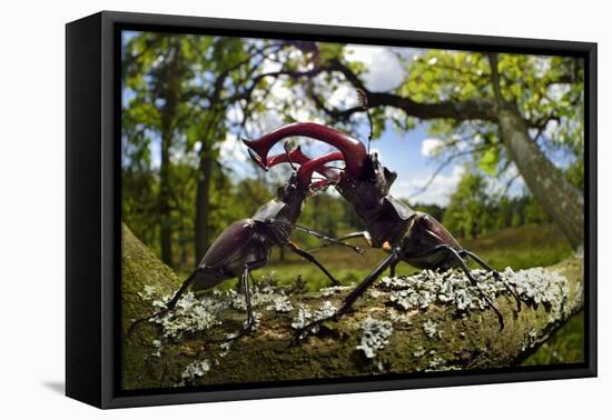 Stag beetle (Lucanus cervus) males fighting on oak tree branch, Elbe, Germany, June-Solvin Zankl-Framed Premier Image Canvas