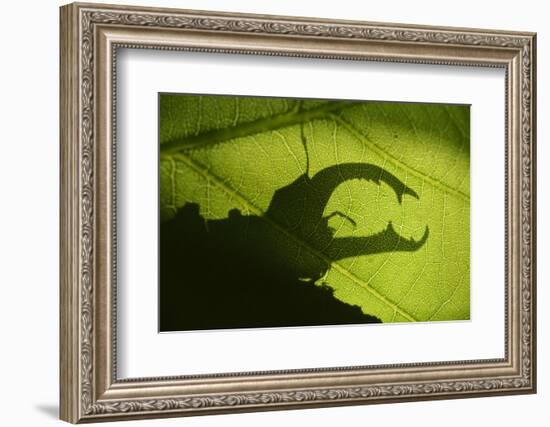 Stag Beetle (Lucanus Cervus) Silhouetted Against Oak Tree Leaf. Elbe, Germany, June-Solvin Zankl-Framed Photographic Print