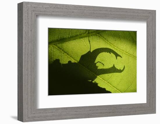 Stag Beetle (Lucanus Cervus) Silhouetted Against Oak Tree Leaf. Elbe, Germany, June-Solvin Zankl-Framed Photographic Print