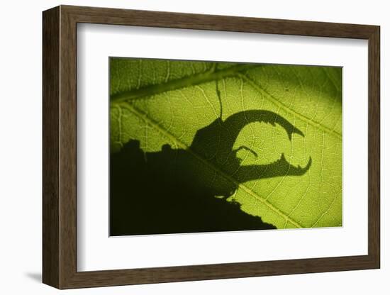 Stag Beetle (Lucanus Cervus) Silhouetted Against Oak Tree Leaf. Elbe, Germany, June-Solvin Zankl-Framed Photographic Print