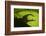 Stag Beetle (Lucanus Cervus) Silhouetted Against Oak Tree Leaf. Elbe, Germany, June-Solvin Zankl-Framed Photographic Print