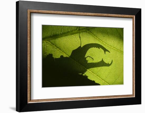 Stag Beetle (Lucanus Cervus) Silhouetted Against Oak Tree Leaf. Elbe, Germany, June-Solvin Zankl-Framed Photographic Print