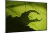 Stag Beetle (Lucanus Cervus) Silhouetted Against Oak Tree Leaf. Elbe, Germany, June-Solvin Zankl-Mounted Photographic Print