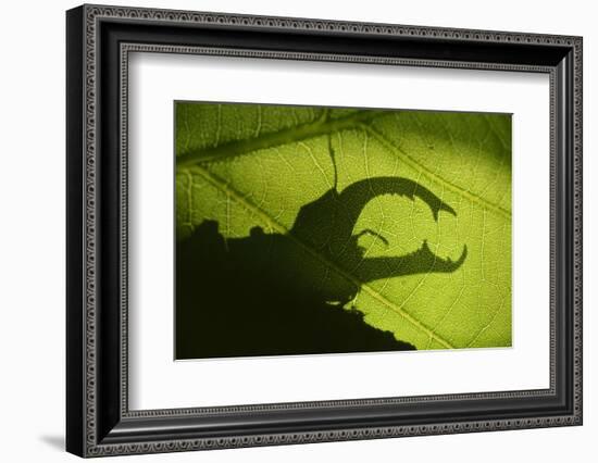 Stag Beetle (Lucanus Cervus) Silhouetted Against Oak Tree Leaf. Elbe, Germany, June-Solvin Zankl-Framed Photographic Print