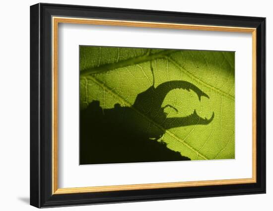 Stag Beetle (Lucanus Cervus) Silhouetted Against Oak Tree Leaf. Elbe, Germany, June-Solvin Zankl-Framed Photographic Print