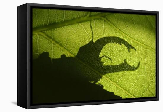 Stag Beetle (Lucanus Cervus) Silhouetted Against Oak Tree Leaf. Elbe, Germany, June-Solvin Zankl-Framed Premier Image Canvas