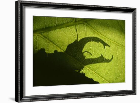 Stag Beetle (Lucanus Cervus) Silhouetted Against Oak Tree Leaf. Elbe, Germany, June-Solvin Zankl-Framed Photographic Print