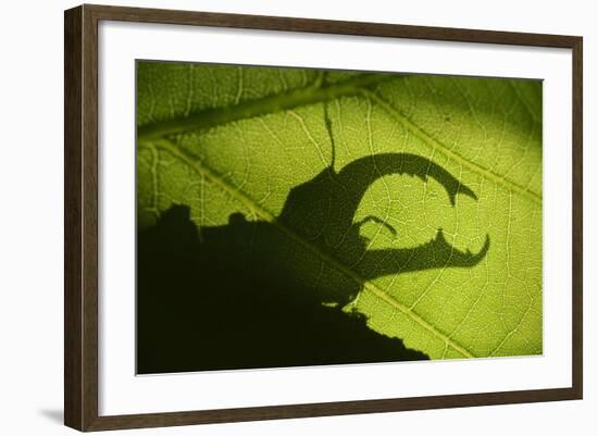 Stag Beetle (Lucanus Cervus) Silhouetted Against Oak Tree Leaf. Elbe, Germany, June-Solvin Zankl-Framed Photographic Print