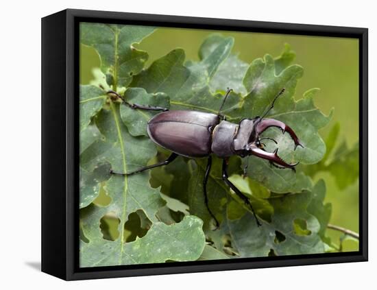 Stag Beetle Male on Oak Leaves, West Sussex, England, UK-Andy Sands-Framed Premier Image Canvas