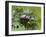 Stag Beetle Male on Oak Leaves, West Sussex, England, UK-Andy Sands-Framed Photographic Print