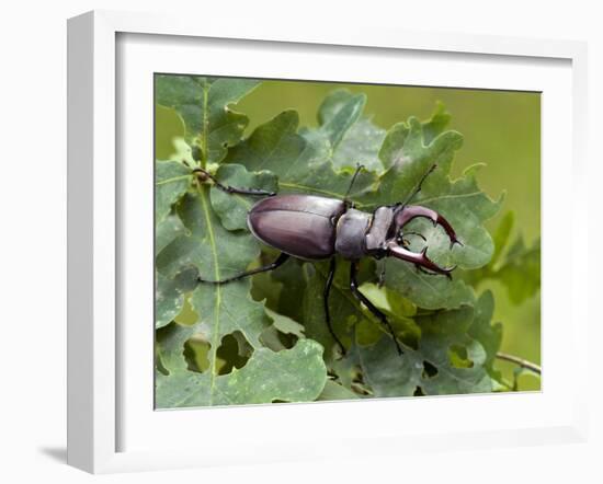 Stag Beetle Male on Oak Leaves, West Sussex, England, UK-Andy Sands-Framed Photographic Print