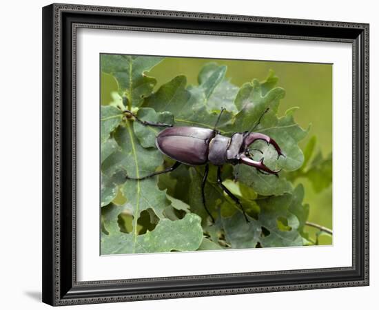 Stag Beetle Male on Oak Leaves, West Sussex, England, UK-Andy Sands-Framed Photographic Print