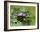 Stag Beetle Male on Oak Leaves, West Sussex, England, UK-Andy Sands-Framed Photographic Print