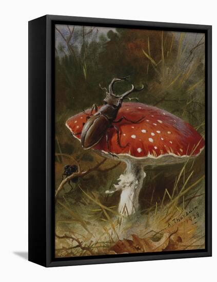 Stag Beetle on a Toadstool, 1928-Archibald Thorburn-Framed Premier Image Canvas