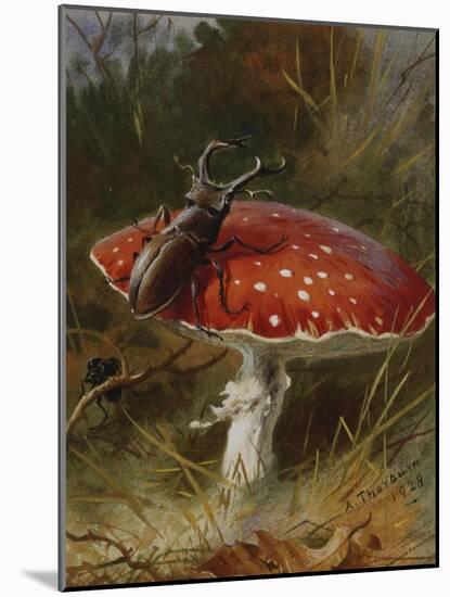 Stag Beetle on a Toadstool, 1928-Archibald Thorburn-Mounted Giclee Print