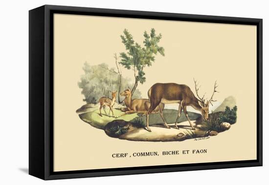 Stag, Doe and Fawn-E.f. Noel-Framed Stretched Canvas
