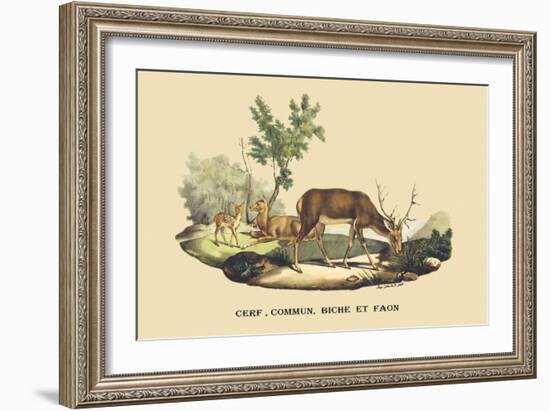 Stag, Doe and Fawn-E.f. Noel-Framed Art Print