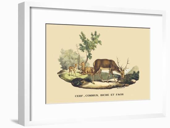 Stag, Doe and Fawn-E.f. Noel-Framed Art Print