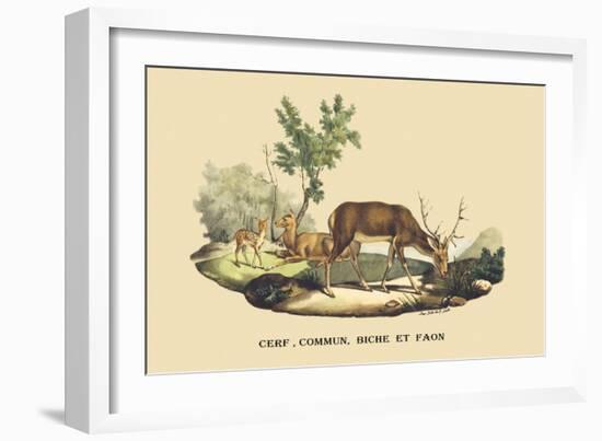 Stag, Doe and Fawn-E.f. Noel-Framed Art Print